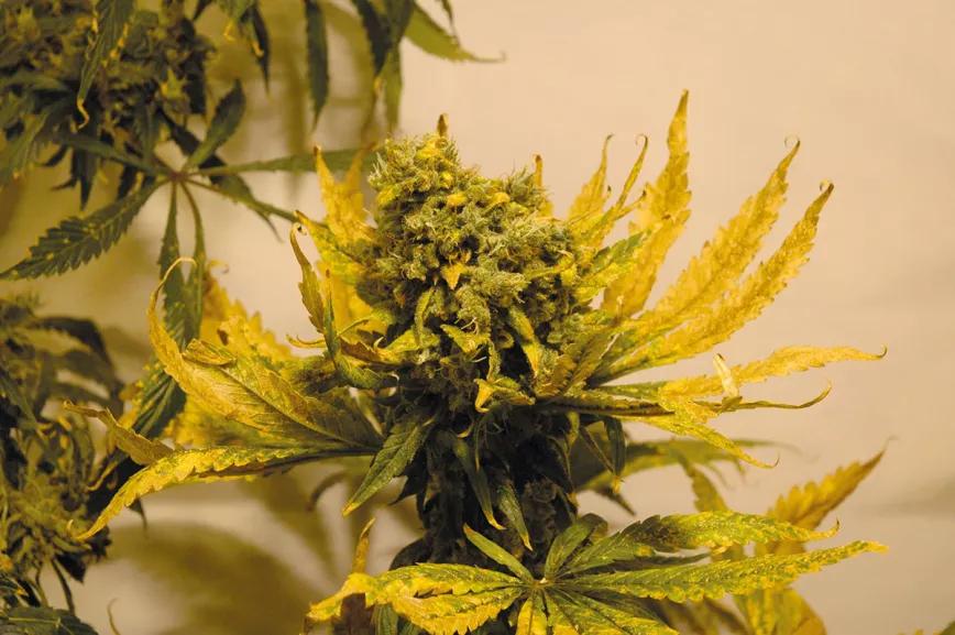 Plantas acaloradas: cómo detectar y combatir el estrés por calor 