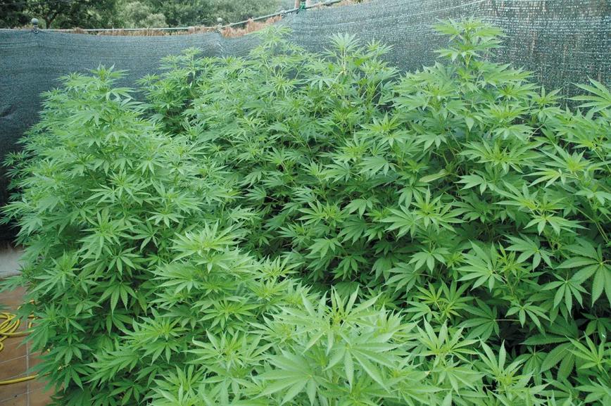 Plantas acaloradas: cómo detectar y combatir el estrés por calor 