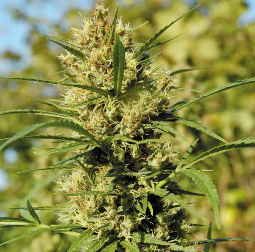 Plantas acaloradas: cómo detectar y combatir el estrés por calor 