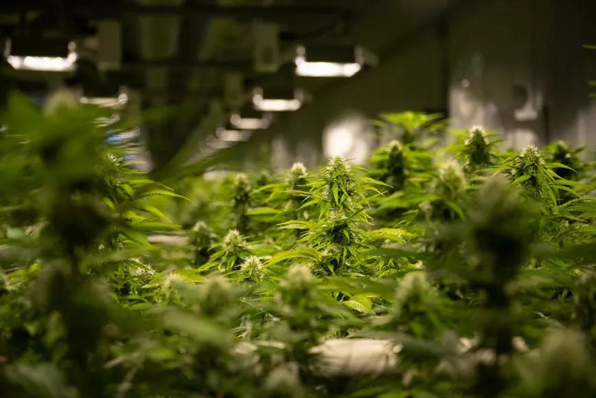 Más empresas multinacionales de cannabis planean abandonar la industria de Uruguay