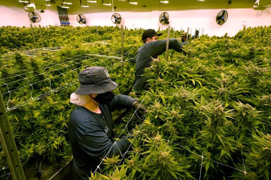 Argentina actualiza los mínimos salariales para los trabajadores del cáñamo industrial