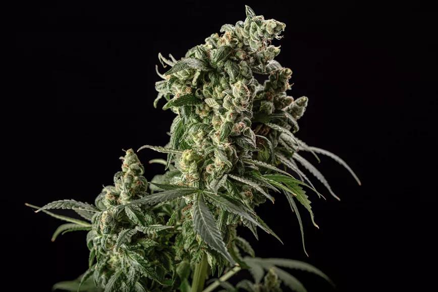 Cafe Racer Blimburn Seeds 