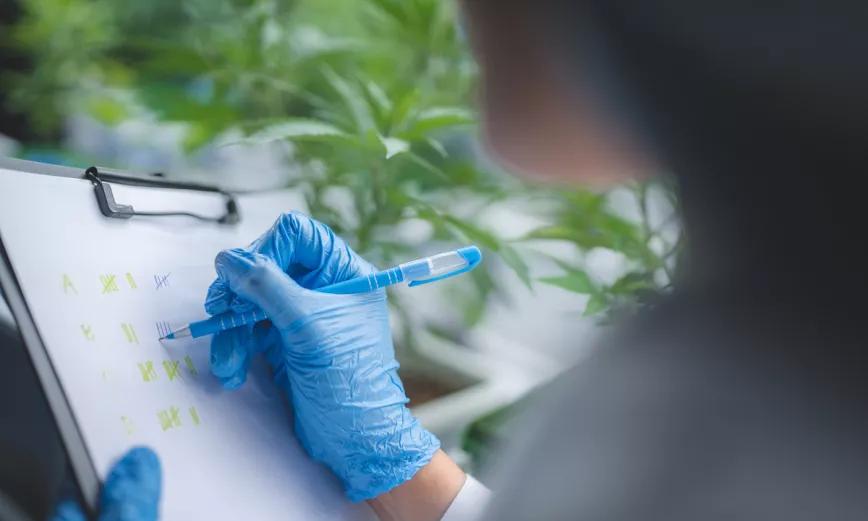 Una provincia argentina inició un curso gratuito sobre cáñamo y cannabis medicinal