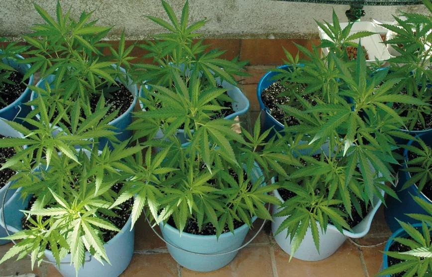 El agua en el cultivo: cómo influye el riego en las plantas