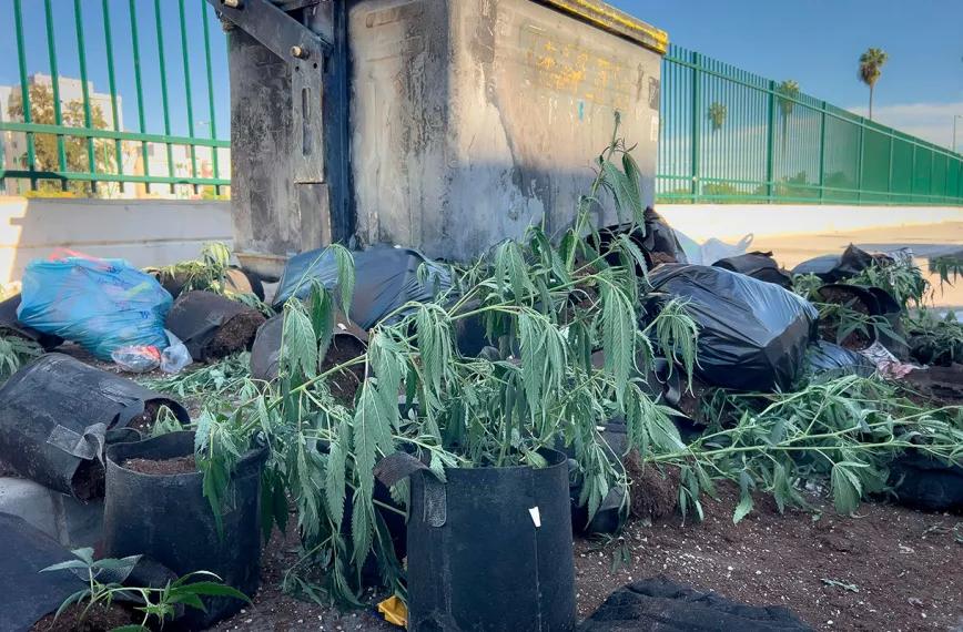 Aparecen decenas de plantas de cannabis descartadas en las aceras de las Tres Mil Viviendas