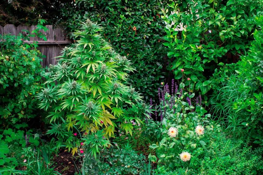 Una mujer francesa denunció que le robaban plantas de cannabis y ahora enfrenta una causa penal