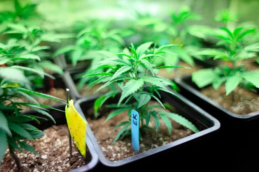 La Justicia de Costa Rica avala un proyecto de ley para permitir el autocultivo de cannabis