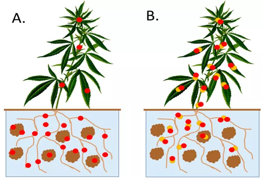 Este gráfico ilustra una mayor absorción de PFAS por parte de la planta de cáñamo cuando el suelo se trata con nanopartículas (B). La planta absorbe menos PFAS cuando no hay nanopartículas (A).