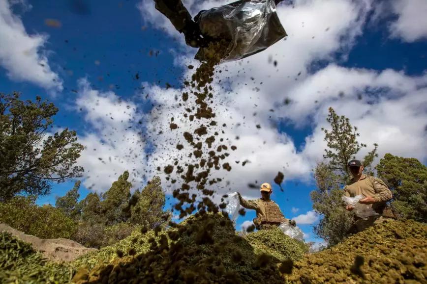 California destruyó más de 750 mil plantas de cannabis