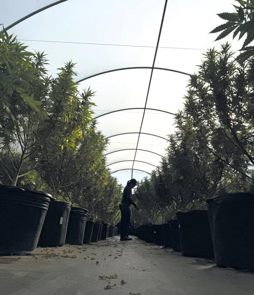 El imperio de la ‘maconha’ Por Santiago Carrillo