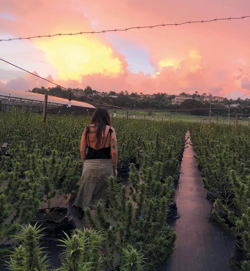 El imperio de la ‘maconha’ Por Santiago Carrillo