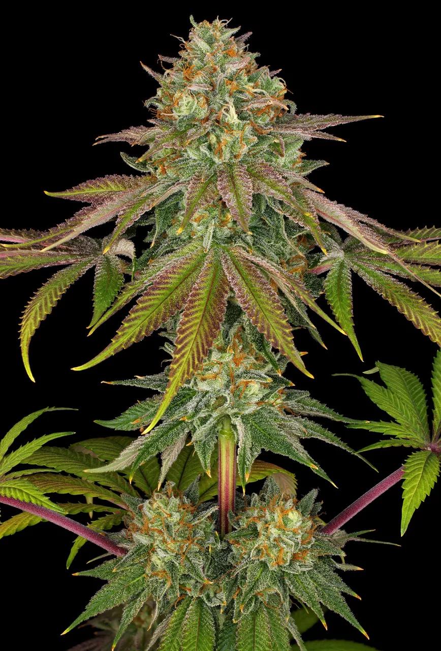 Barney’s Farm strain story Wedding Cake