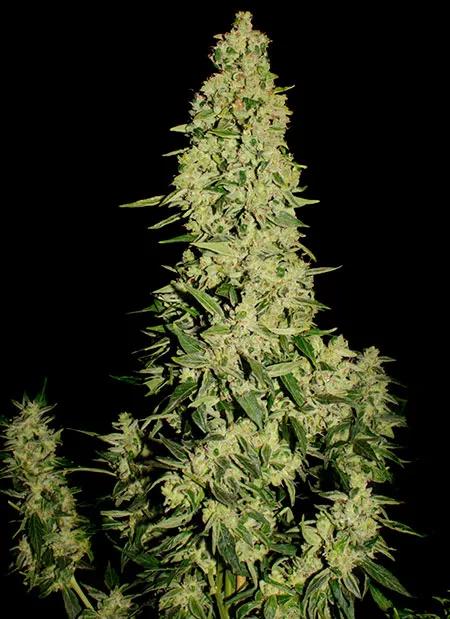 Auto Jack, de Spanish Seeds, gratis en la revista Cáñamo #324