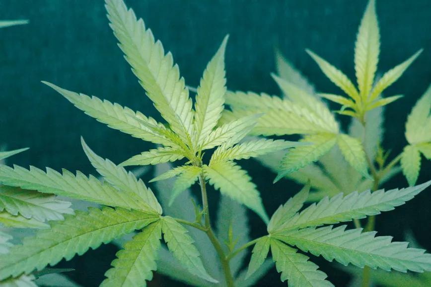 La relación entre las plagas y la nutrición: y otras técnicas para combatir los bichos sin usar pesticidas 