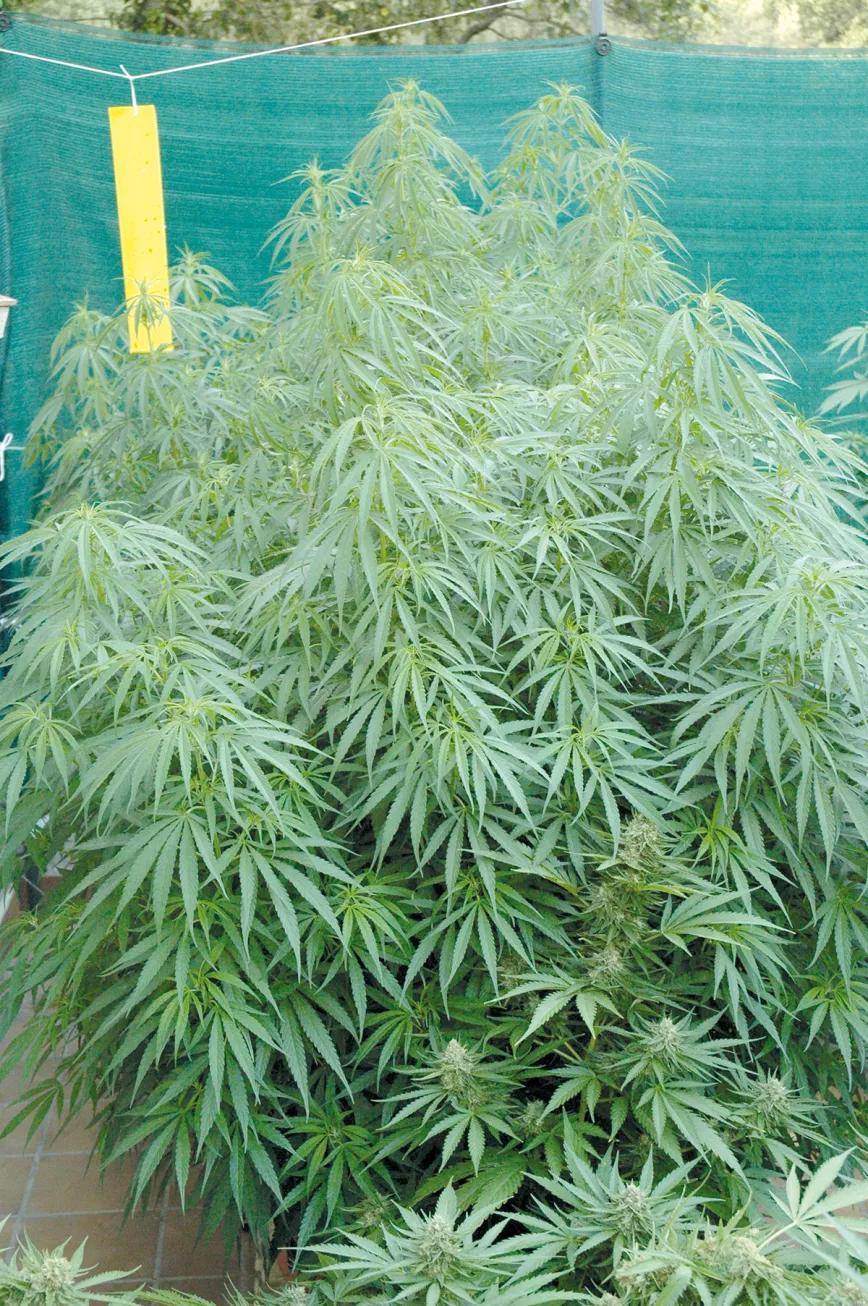 La relación entre las plagas y la nutrición: y otras técnicas para combatir los bichos sin usar pesticidas 