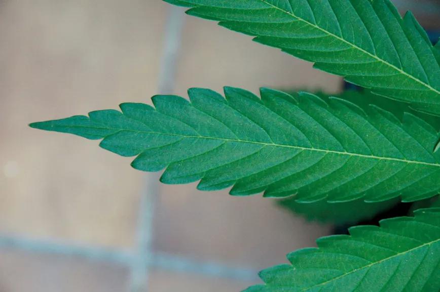 La relación entre las plagas y la nutrición: y otras técnicas para combatir los bichos sin usar pesticidas 