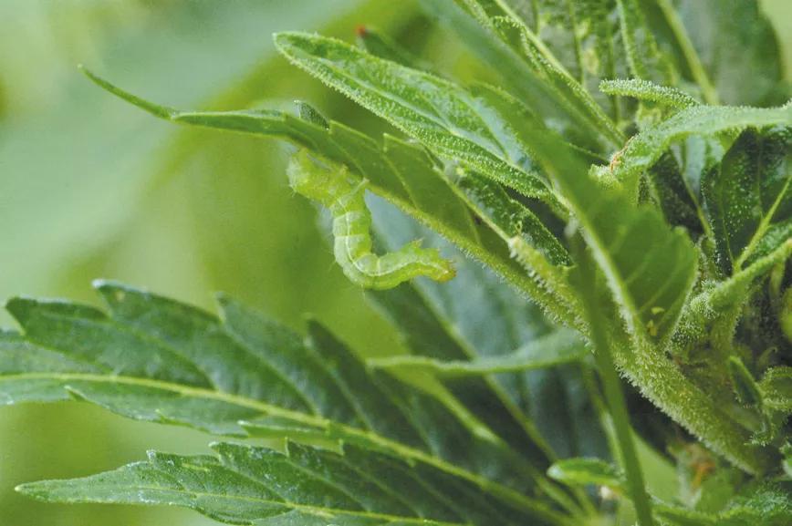 La relación entre las plagas y la nutrición: y otras técnicas para combatir los bichos sin usar pesticidas 