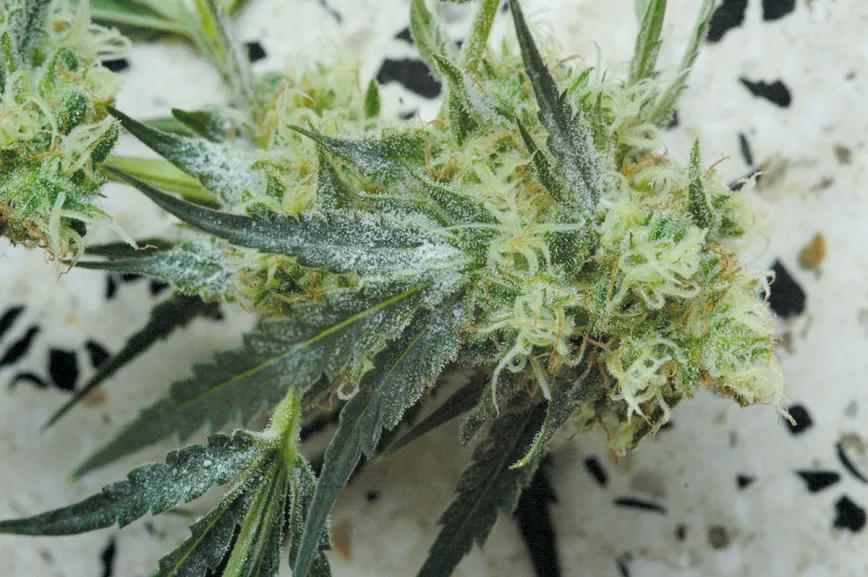 La relación entre las plagas y la nutrición: y otras técnicas para combatir los bichos sin usar pesticidas 