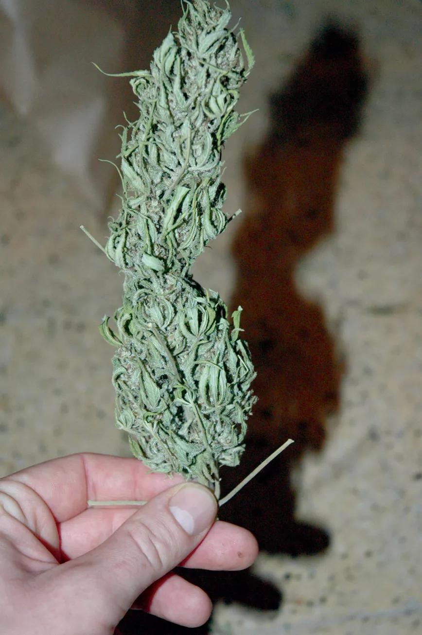 Un ejemplo de hierba mal manicurada y llena de hojas grandes que deberían haber sido eliminadas. 