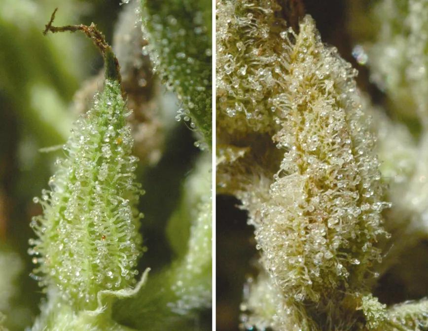 Una flor llena de resina al final de la floración y una flor seca, de la misma cosecha; observamos como la parte vegetal se encoge mucho más que la resina.