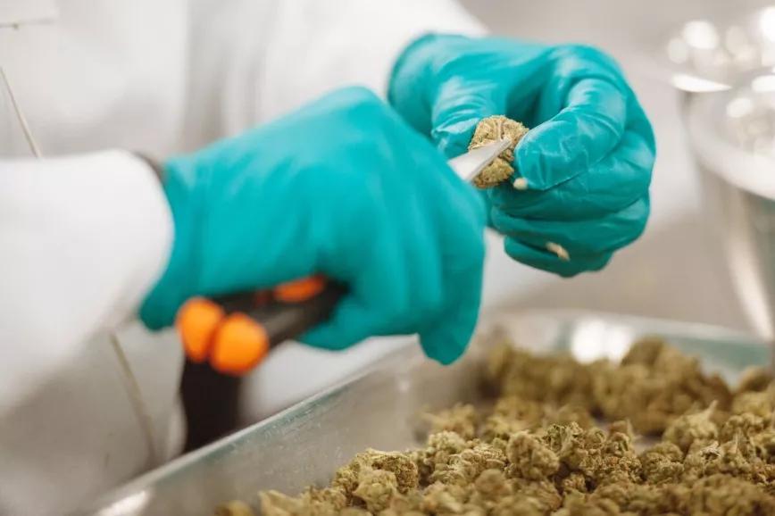 Ucrania tendría sus primeros productos medicinales de cannabis a principios del 2025