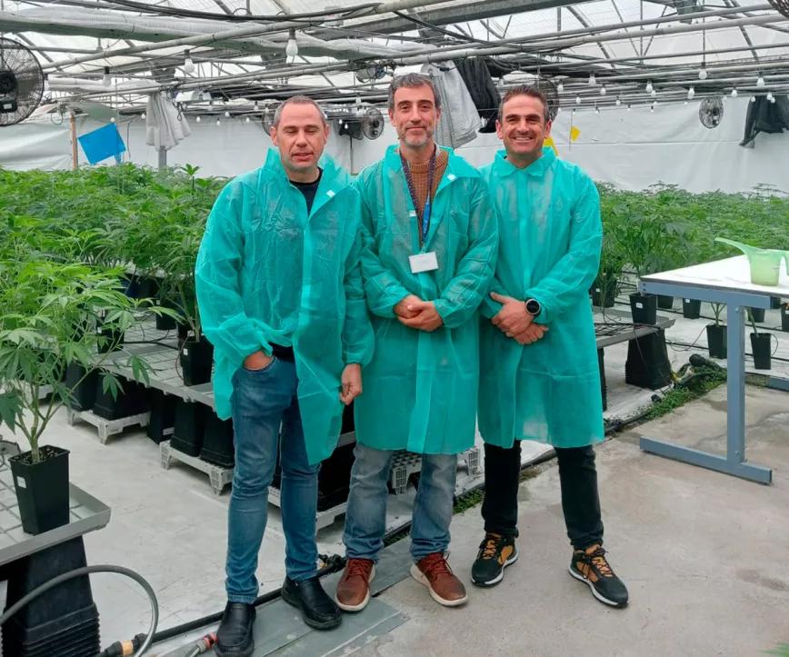 Dos empresas en España se unen para producir cannabis con fines medicinales