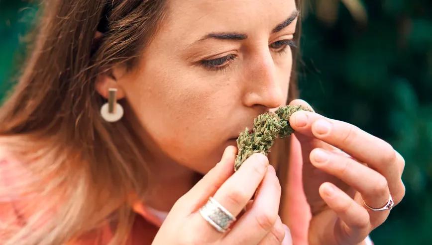 ¿Trabajarías como catador de cannabis?