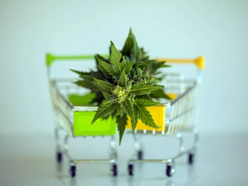 Casi el 60% de los alemanes quiere que comiencen las ventas de cannabis