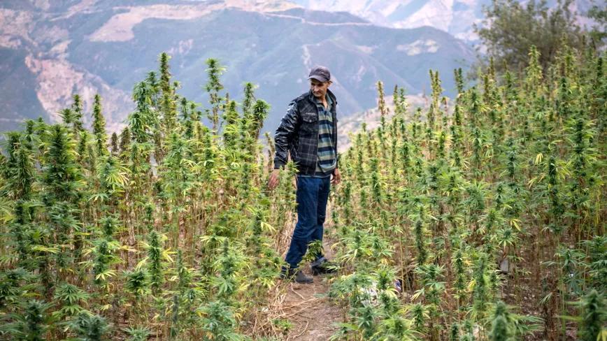 Marruecos multiplicó por 14 su producción legal de cannabis