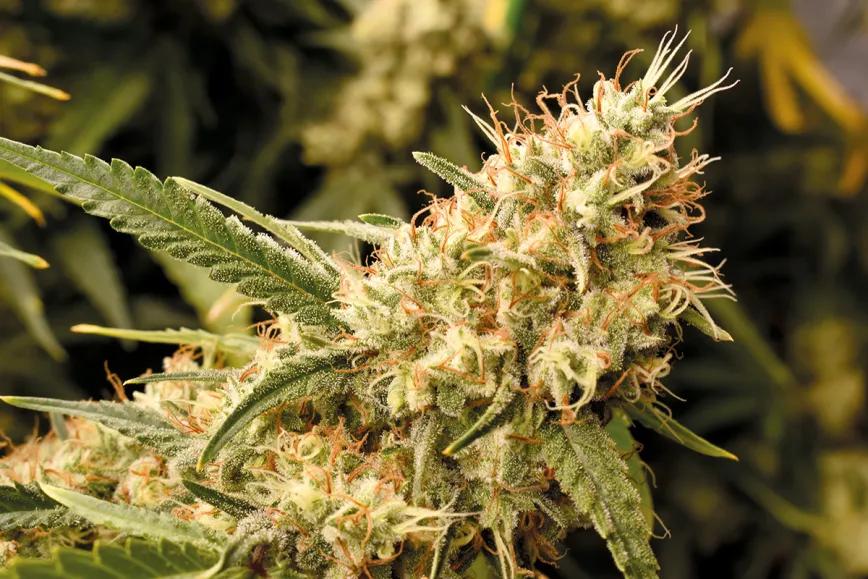 Entender la iluminación en interior para tener buenas cosechas