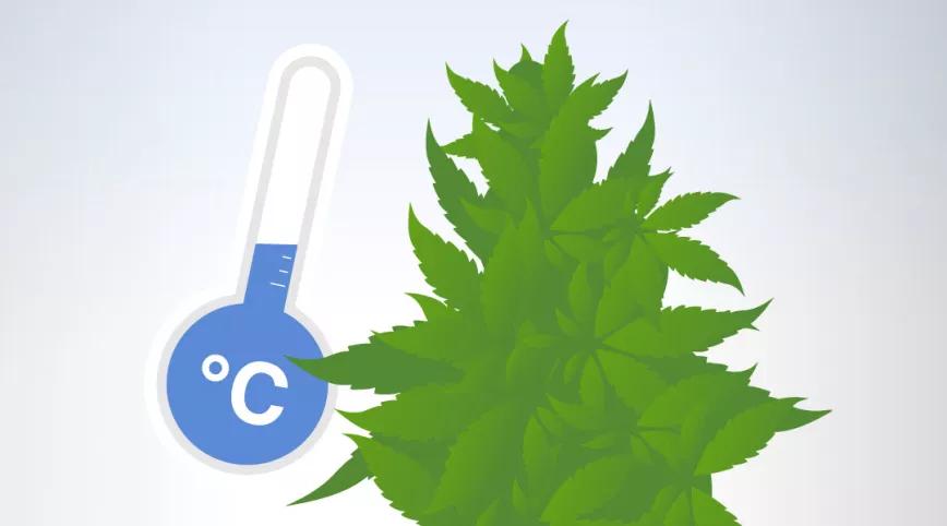 Variedades para climas fríos 