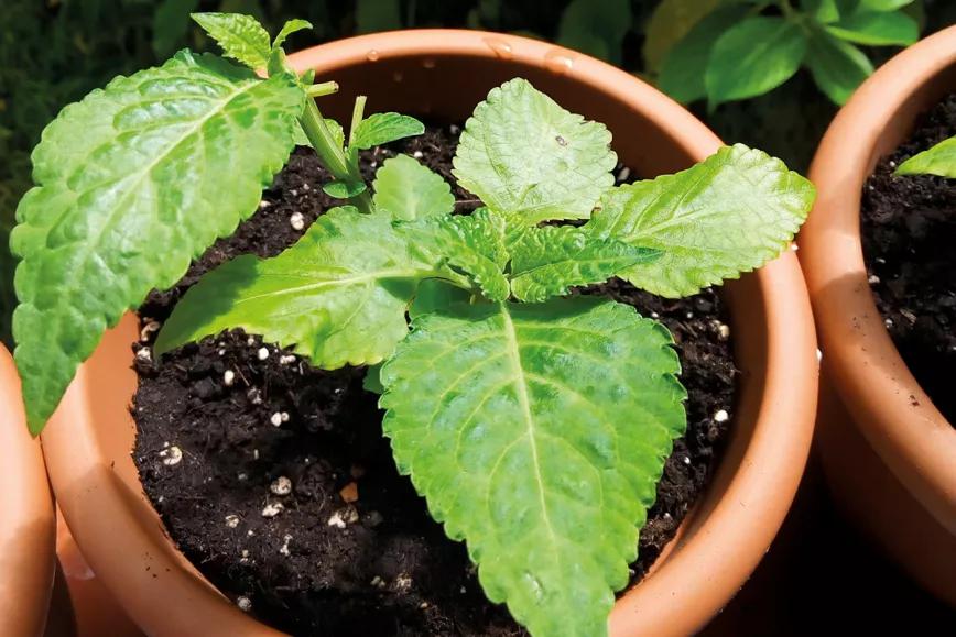 La alternativa vegetal de Luis Otero