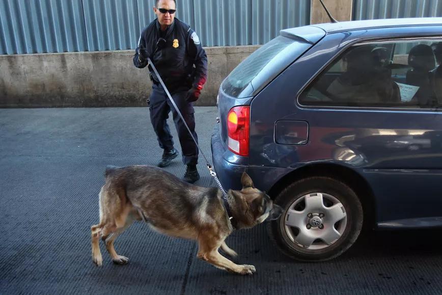 La policía de Florida no podrá buscar drogas en los automóviles a partir de las alertas caninas