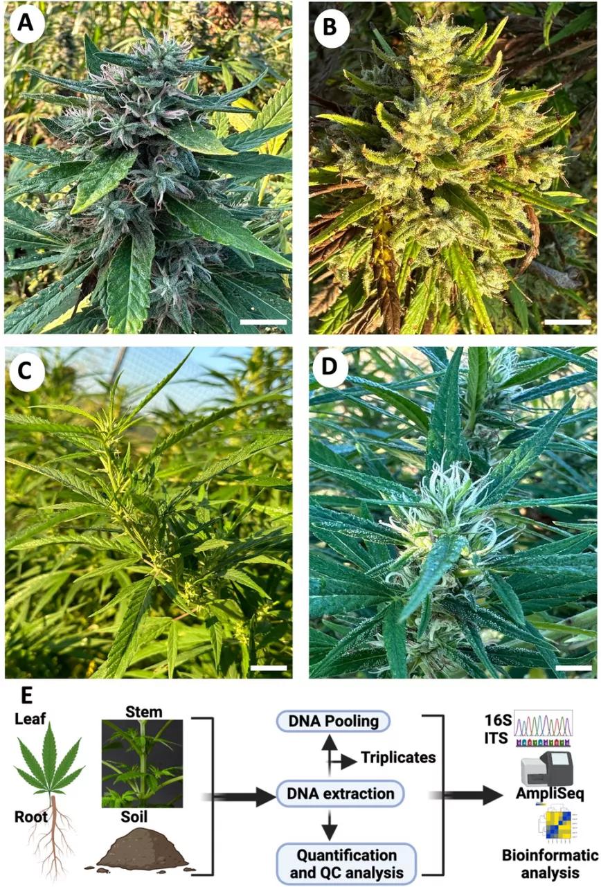 Cannabis sativa L. Genotipos de CBD y fibra utilizados en el experimento: ( A ) Sweet Sensi (CBD); ( B ) Cherry Wine (CBD); ( C ) American Victory (fibra); y ( D ) Genotipo desconocido (fibra) y ( E ) flujo de trabajo para el análisis del microbioma.