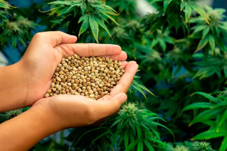 Una organización brasileña busca producir cannabis en la Amazonia