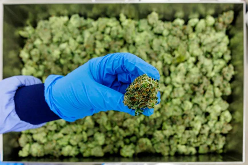 Panamá actualizará el sistema de licencias para producir cannabis medicinal