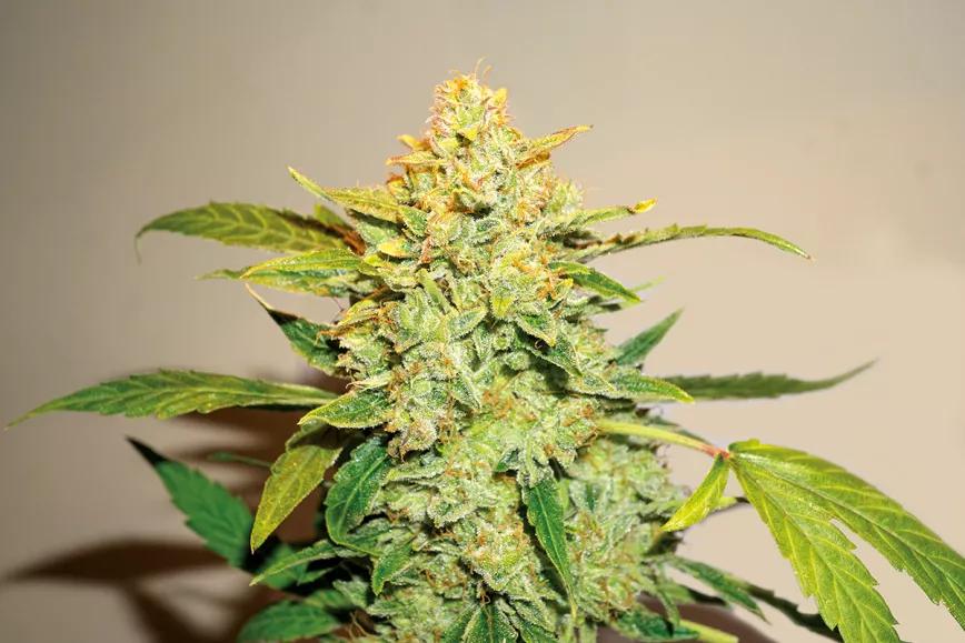 Auto Lemon Kix de Dutch Passion