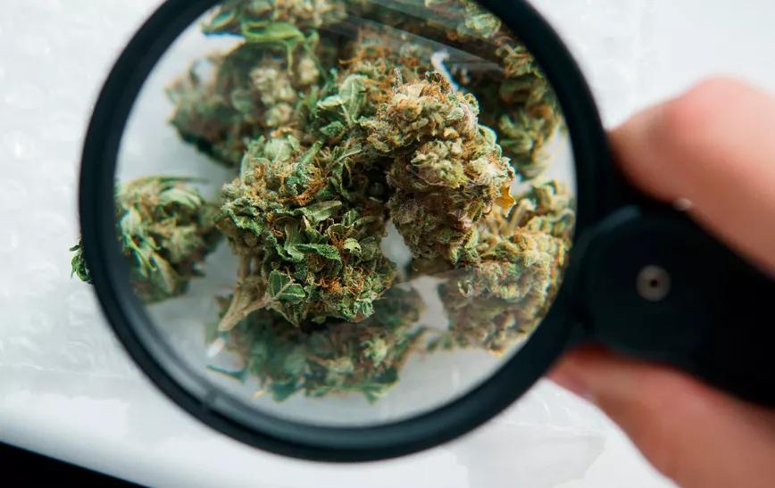 Colombia impone restricciones para la importación de cannabis