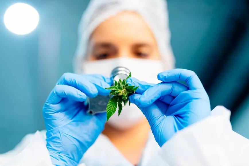 El Estado argentino deberá garantizar los insumos de cannabis para las investigaciones científicas