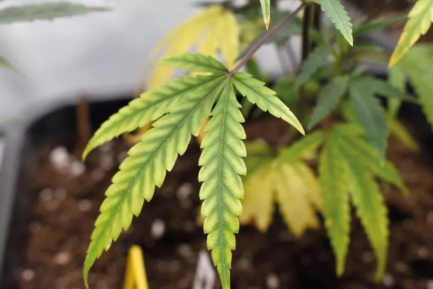 Hojas descoloridas en las plantas