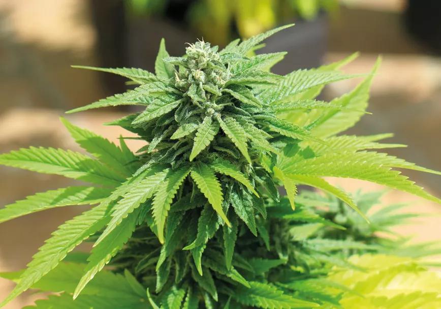 Hojas descoloridas en las plantas