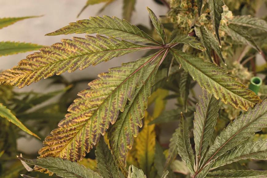 Hojas descoloridas en las plantas