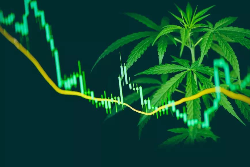 Israel reporta caídas en la industria del cannabis medicinal