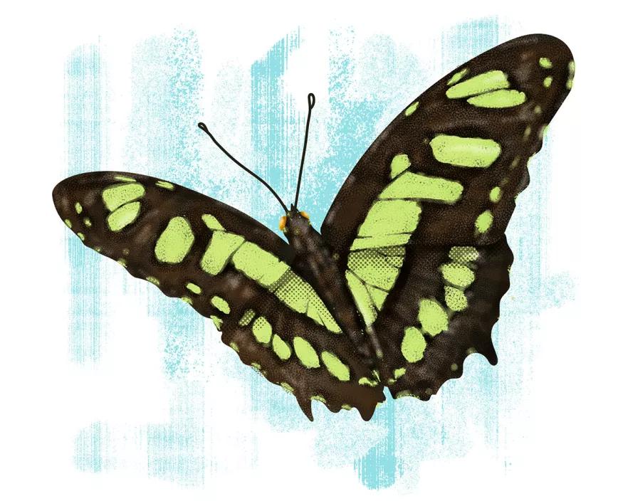 La polarización gringa - Observatorio