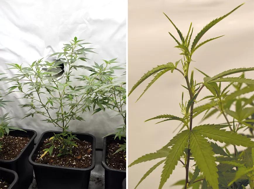 Las ventajas de tener una planta madre: cómo prescindir de las semillas y siempre cosechar lo mejor 