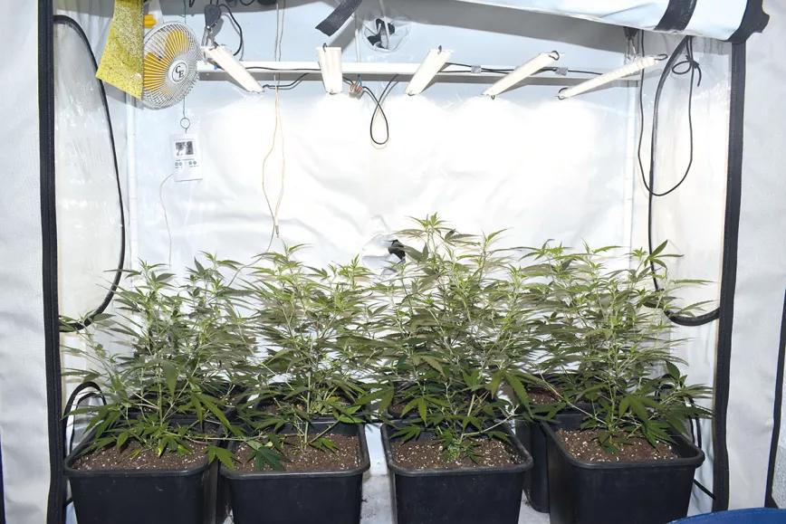 Las ventajas de tener una planta madre: cómo prescindir de las semillas y siempre cosechar lo mejor 