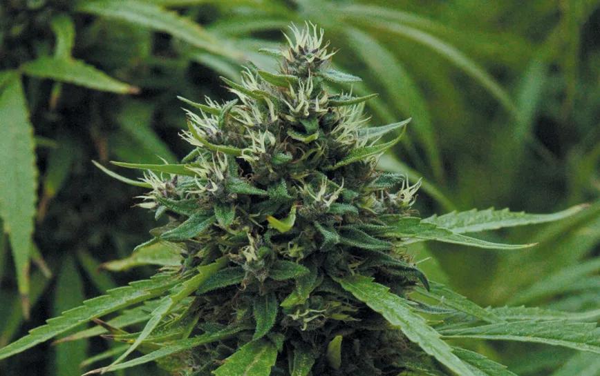 Historia del cannabis y los primeros bancos de semillas