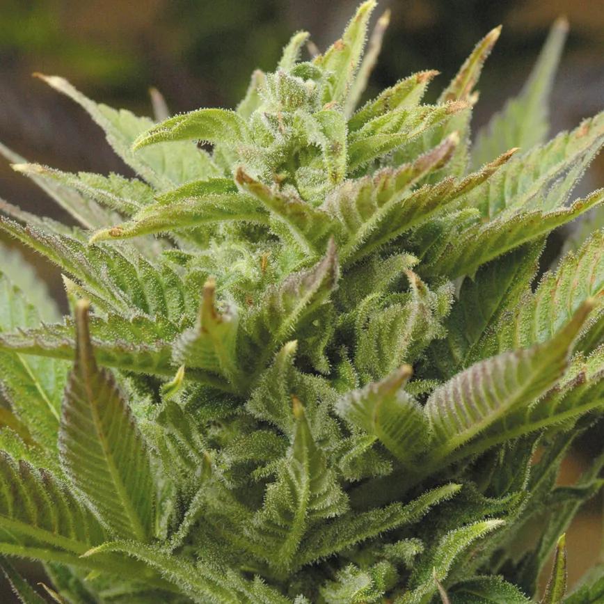 Historia del cannabis y los primeros bancos de semillas