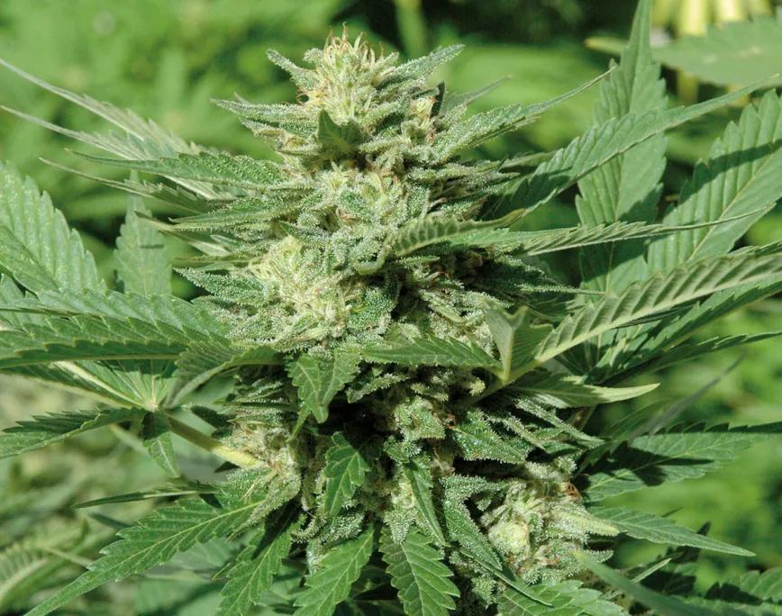 Historia del cannabis y los primeros bancos de semillas