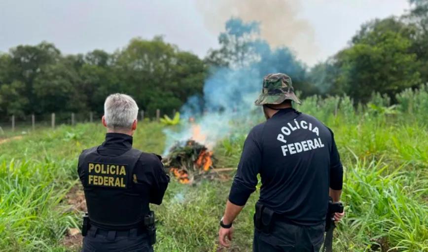 Policía Federal quema plantas de marihuana de asociación ASCAMED. Imagen: Divulgación Policía Federal de Santa María.
